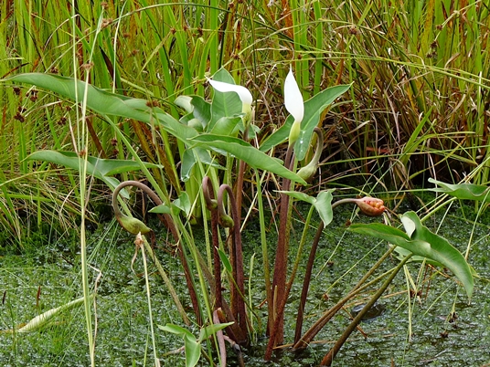 {Peltandra sagittifolia}